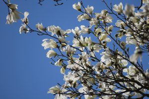 コブシの花