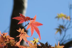 イロハモミジ　新緑と紅葉