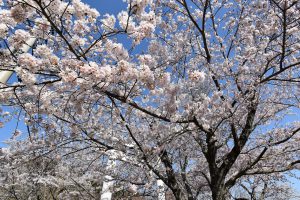 愛宕山　鳥居前の桜