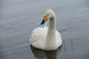 オオハクチョウ　首の羽モコモコ