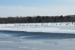 野付半島のナラワラ