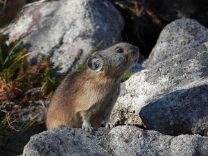 ナキウサギ・東ヌプカウシヌプリ山