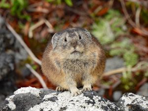 ナキウサギ・十勝岳