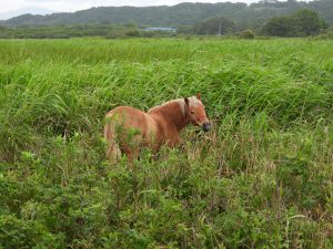 湿原にいた馬