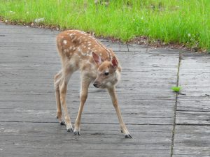 エゾシカバンビ