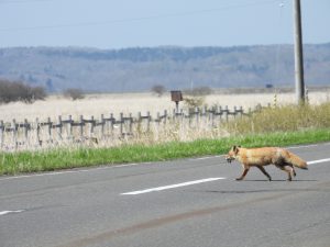 霧多布湿原のキタキツネ