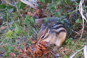 食事中のエゾシマリス