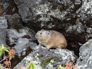 ナキウサギ　十勝岳