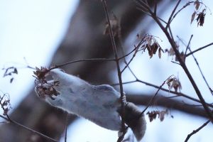 モモンガ、カエデの実