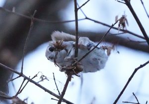 モモンガ、可愛い