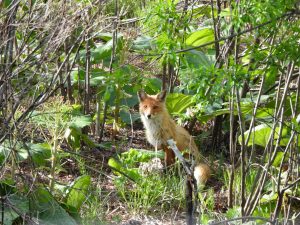 キタキツネのママ