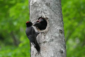 クマゲラの母親とヒナ