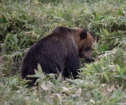 ヒグマ2025年